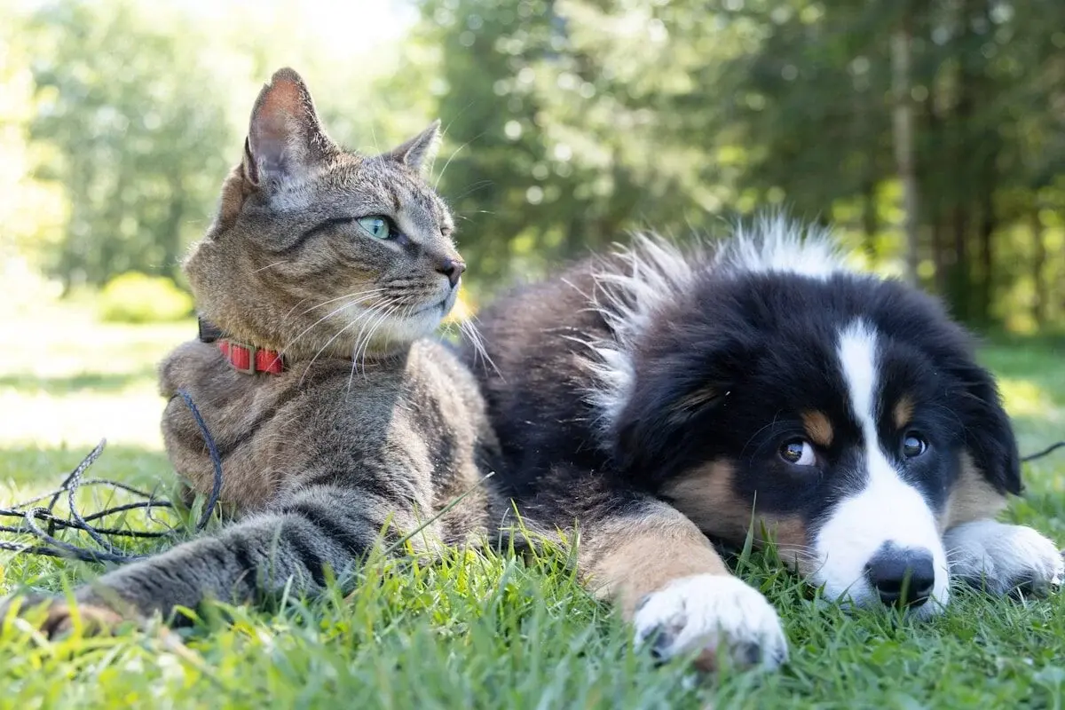 Why cats and dogs shake their heads wildly
