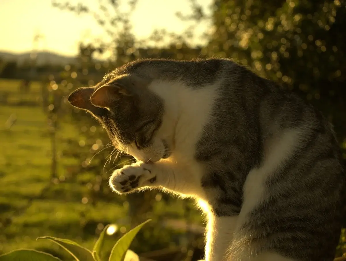 Cat grooming herself