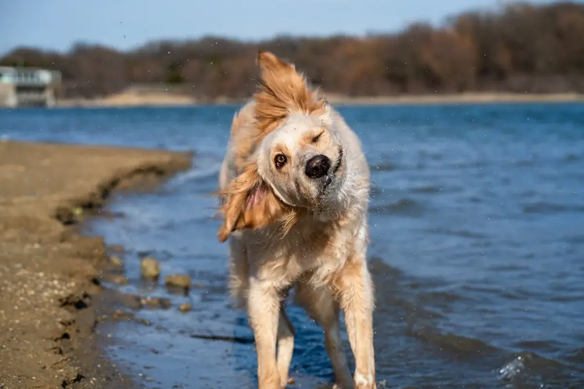 Dog shaking its head