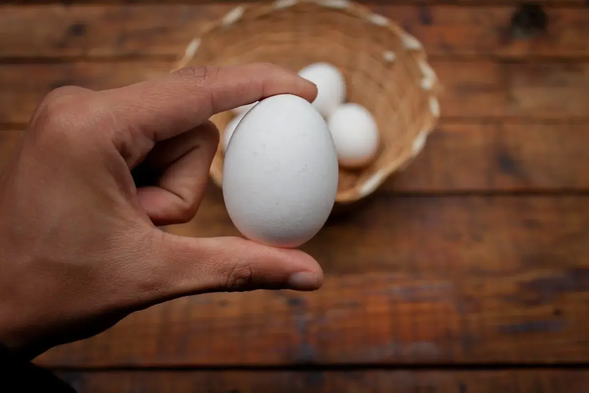 person holding an egg