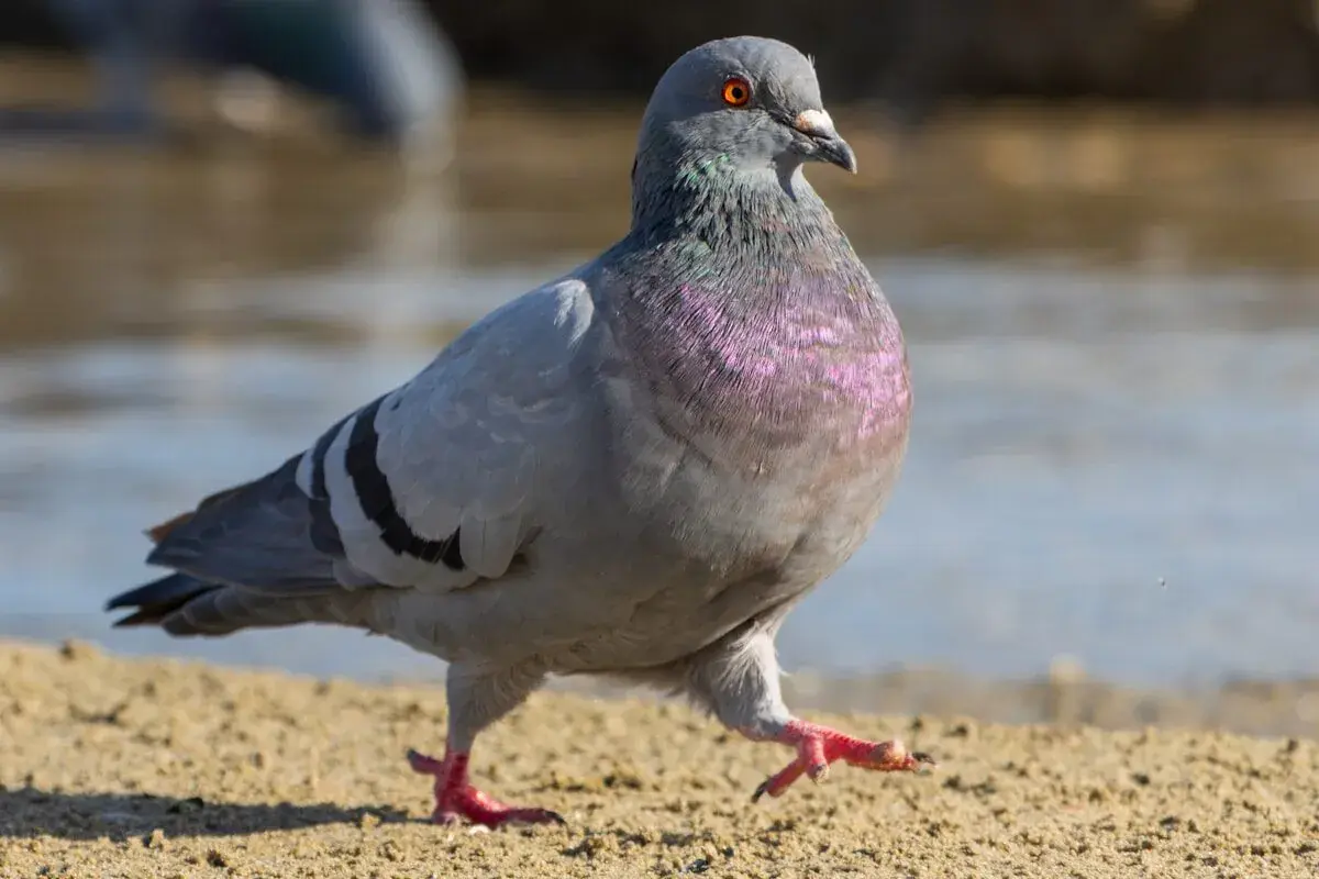 How Pigeons Use Their Liver as a Magnetic Compass 3 Pigeons' internal compass in the liver