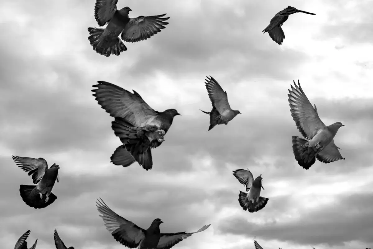 How Pigeons Use Their Liver as a Magnetic Compass 4 pigeons flying