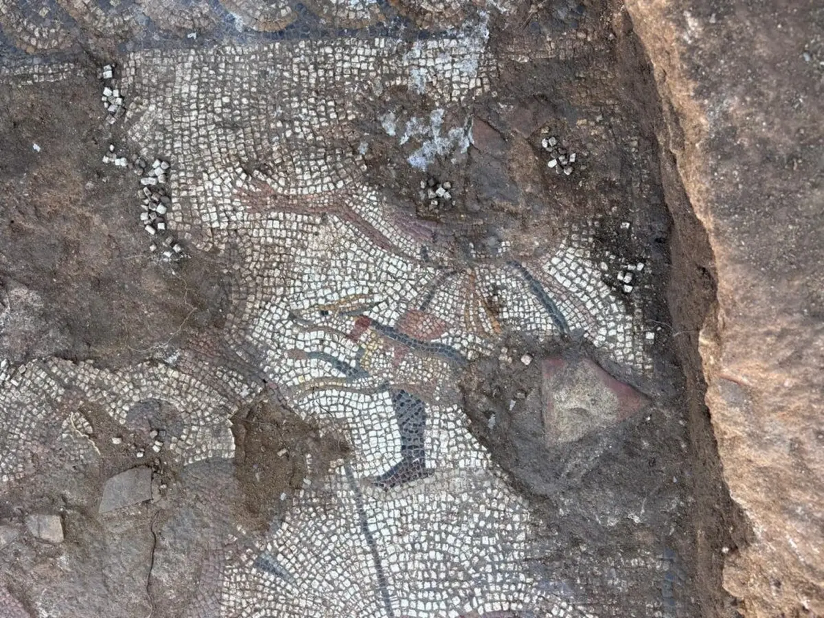 Roman Hunting Mosaic Resurfaces Under Marsala After 50 Years 3 Roman hunting mosaic uncovered in Marsala
