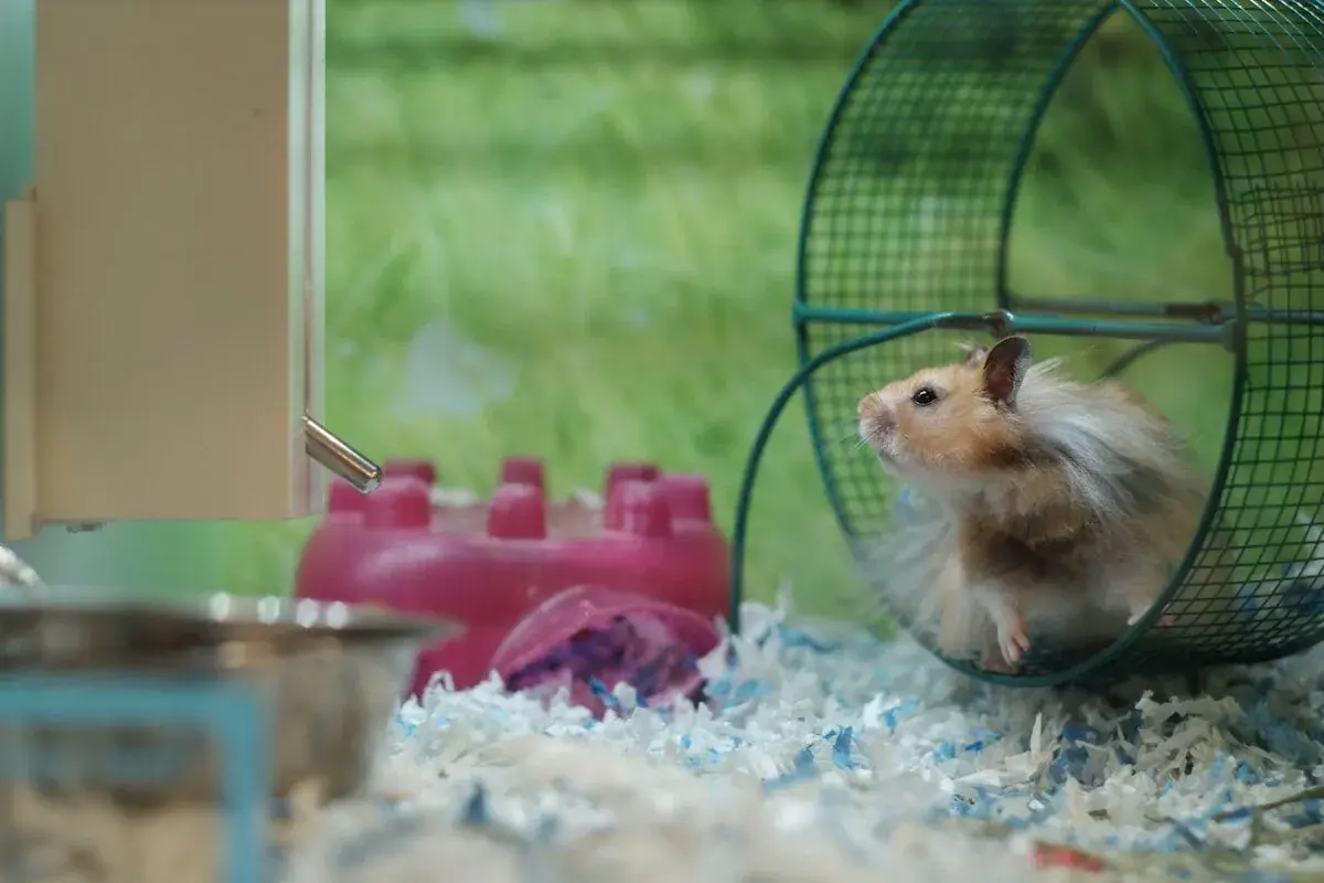 Why Hamsters Love Running on Wheels 3 Hamster running in a wheel