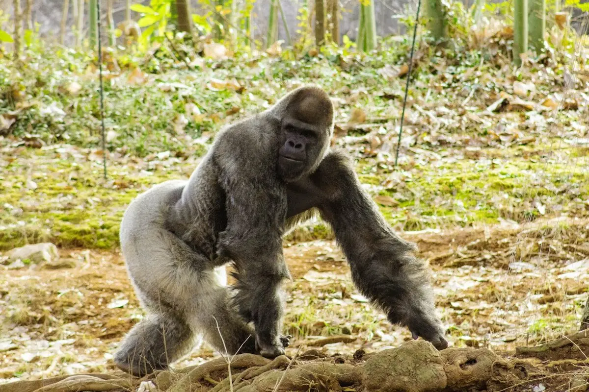 gorilla running on the ground