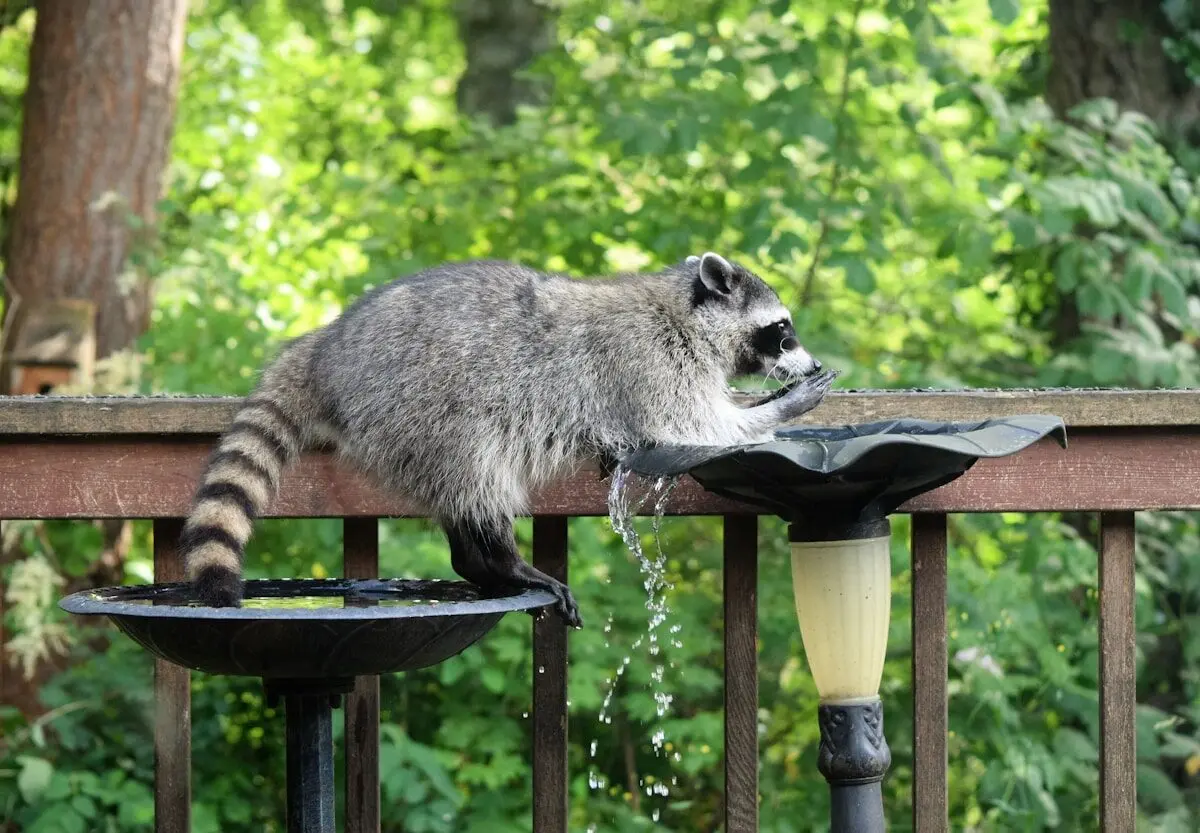 Raccoons as Pets? Why They're Not Cut Out for Home Life 4 raccoon drinking water