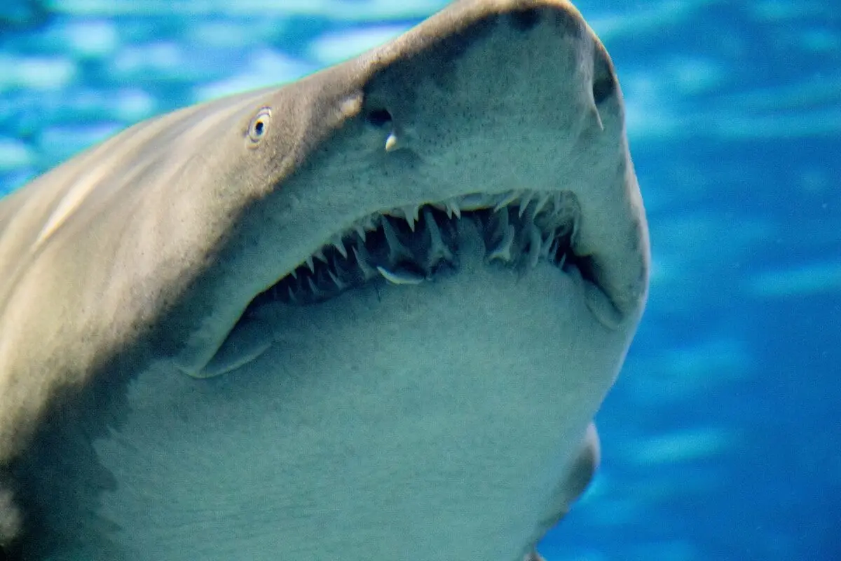shark teeth