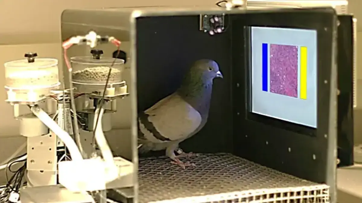 How Pigeons Helped Teach AI to Spot Cancer 4 Pigeons learning to recognize cancer