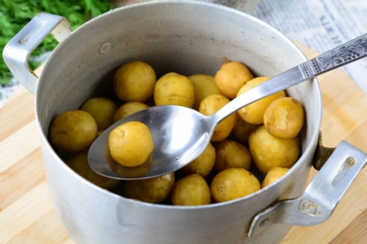 Spring Potato Salad with Sorrel and Young Potatoes 6 small young potatoes in a pot, variety Bella Rossa