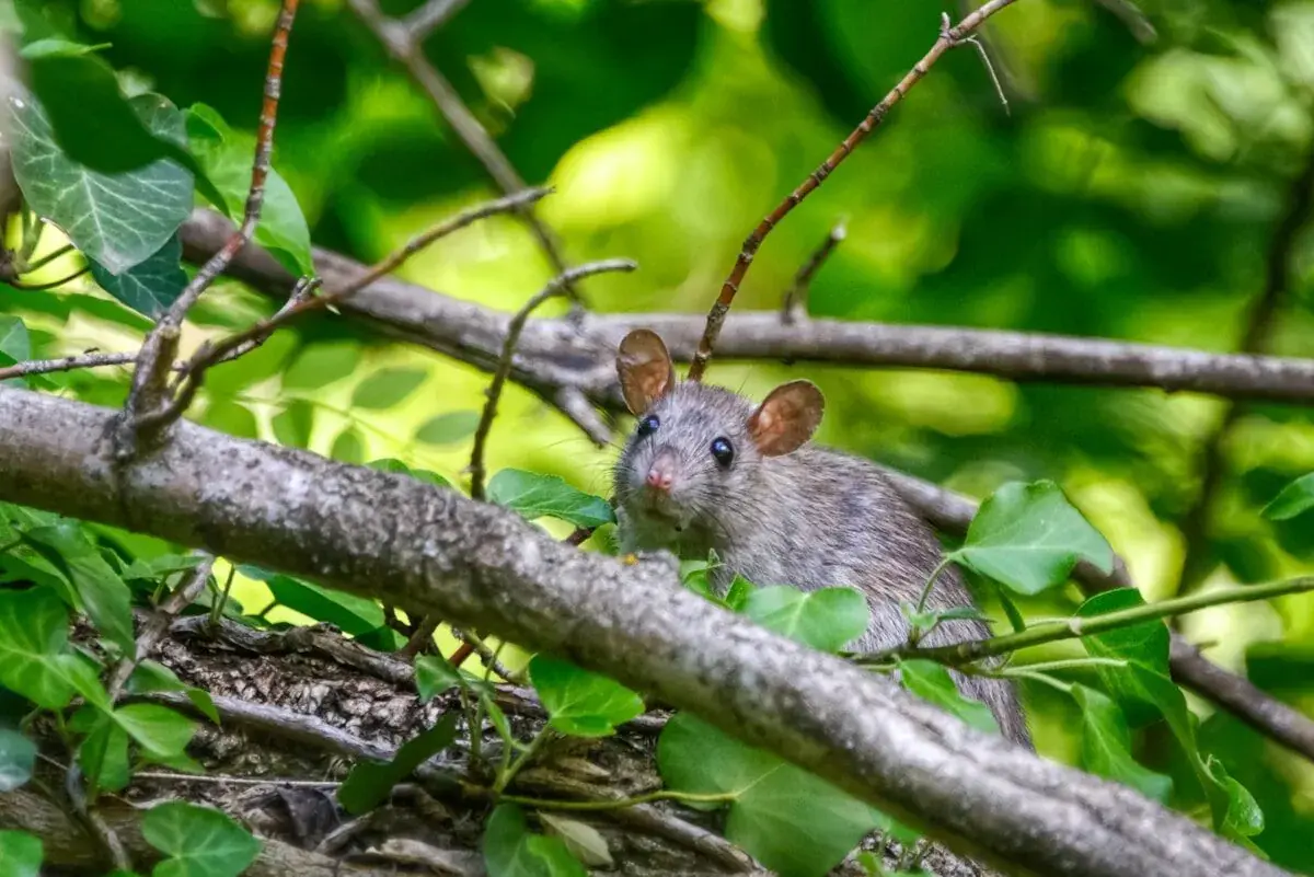 mouse among branches and grass