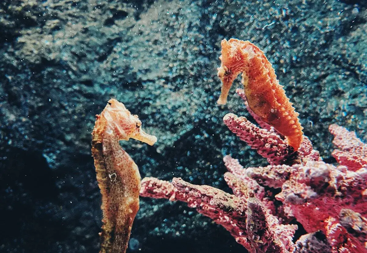 seahorses