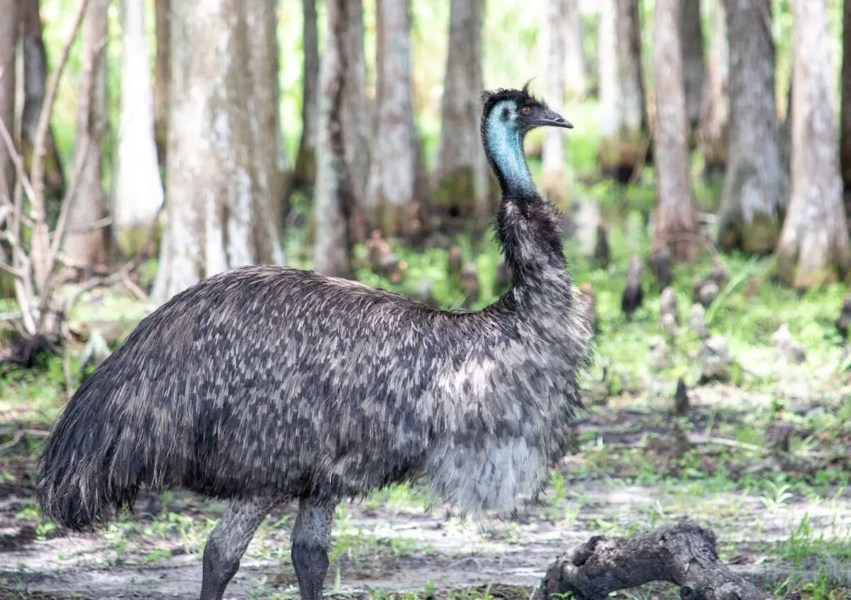emu in the wild