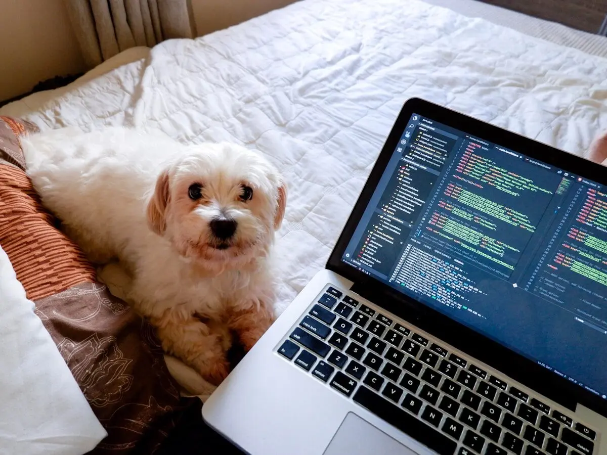 dog next to a laptop