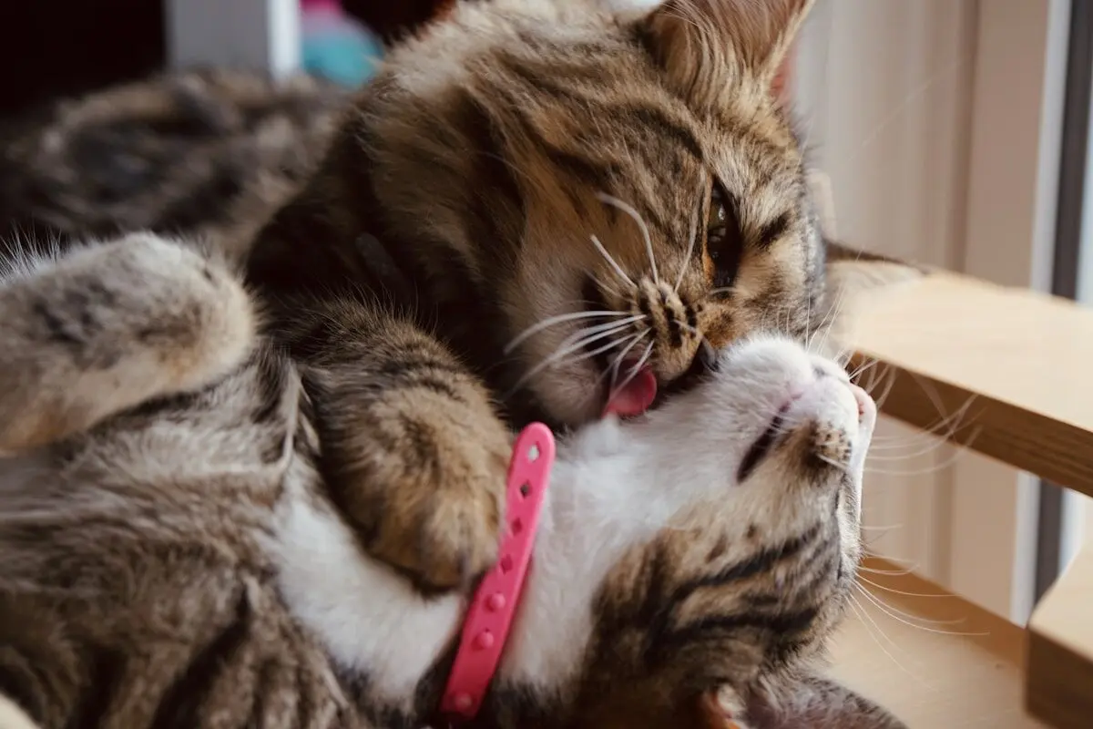 cat grooming another cat
