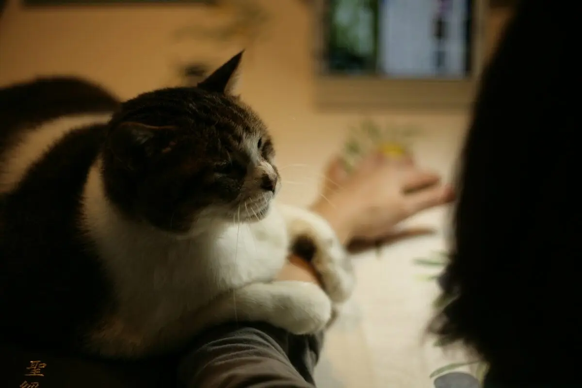 cat lying on a man’s arm