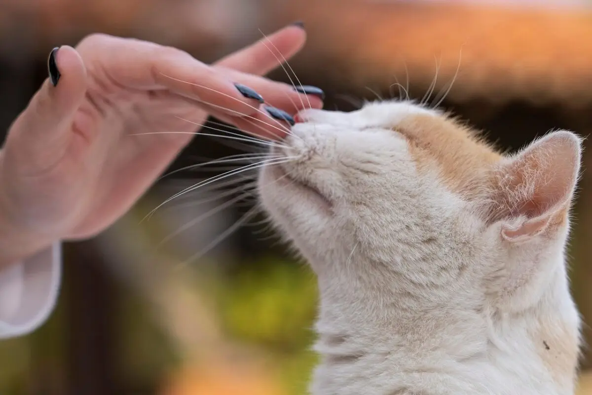 woman's hand stroking a cat's face, whiskers in the sun